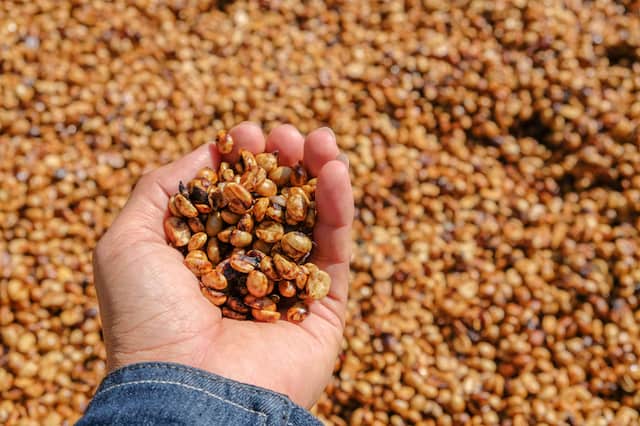 Honey Processing