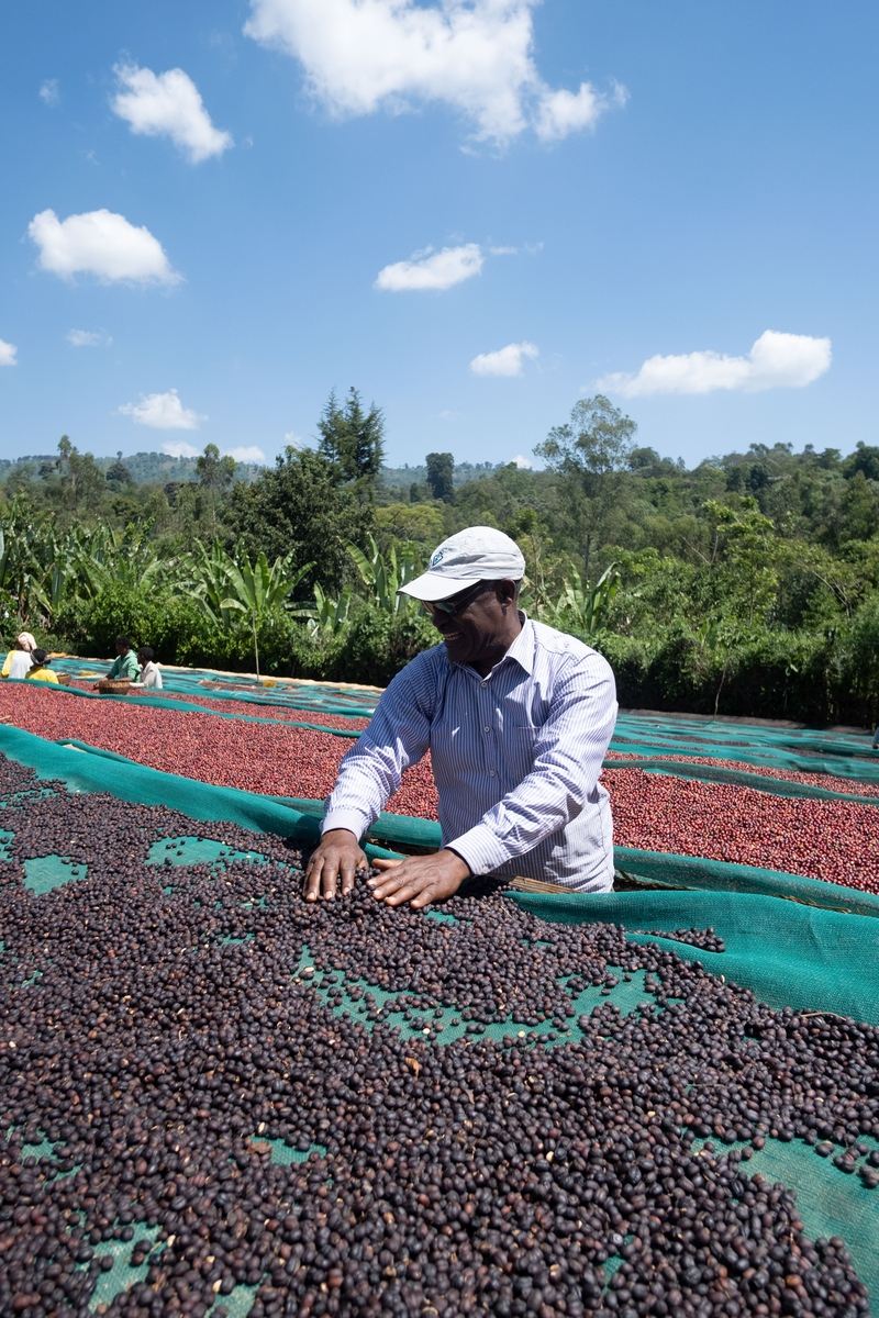 Kaffeeernte Trabocca Ethiopia