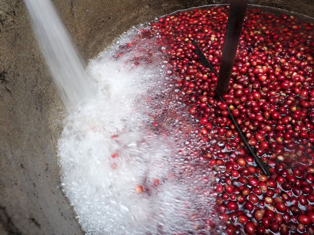 Gewaschener Kaffee