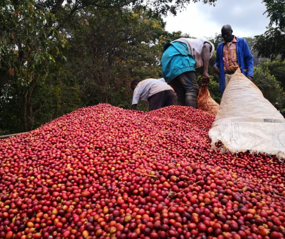 Kaffeeernte Südamerika Kaffeekirschen