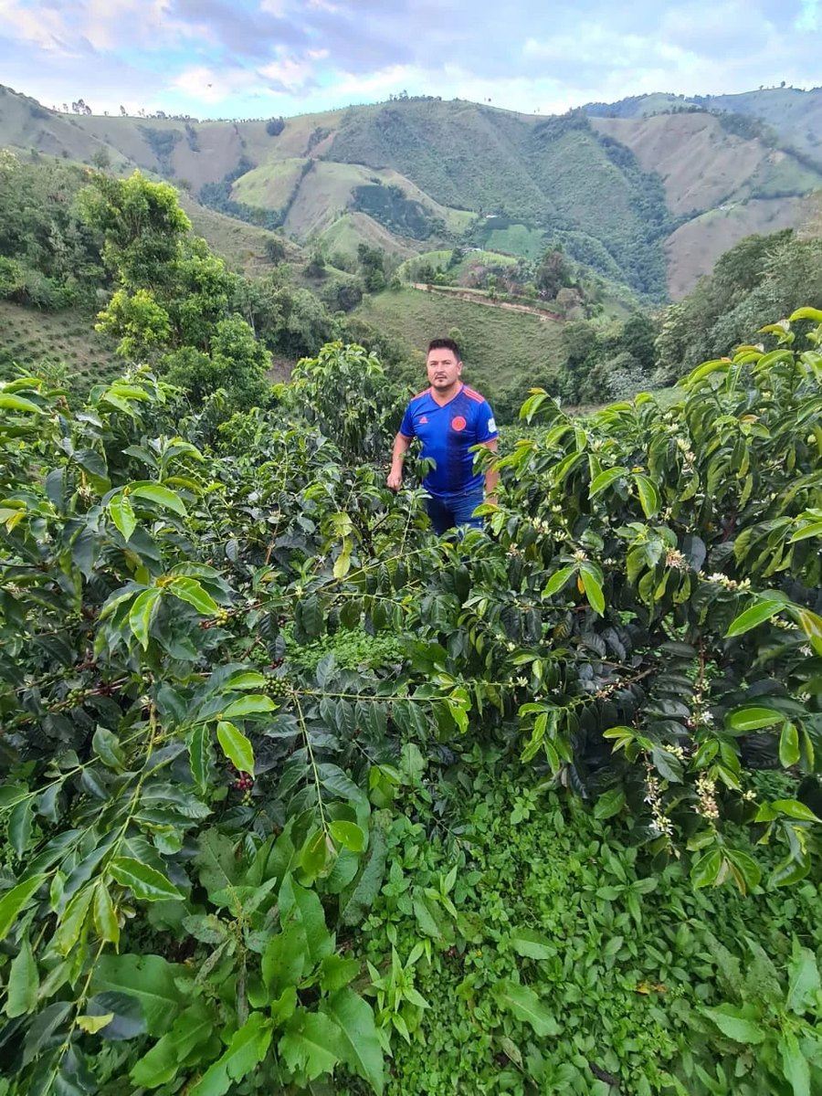Kaffeeplantage Honduras