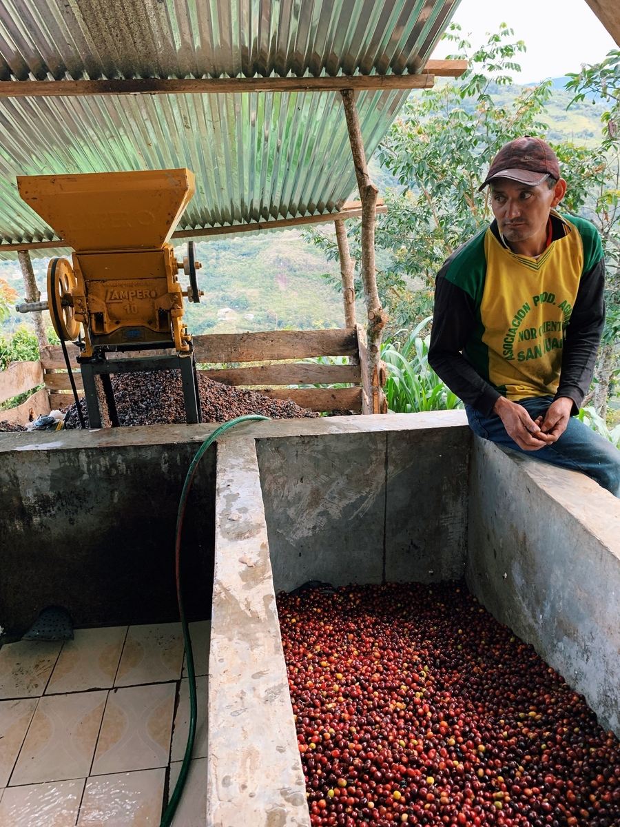 Kaffeeernte Peru